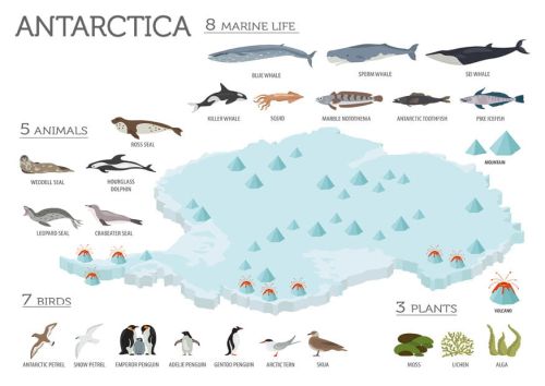 Fauna and Flora of Antarctica