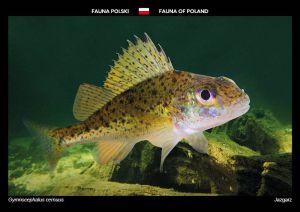 Fauna of Poland: Ruffe