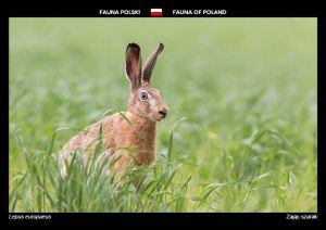 Fauna of Poland: European hare