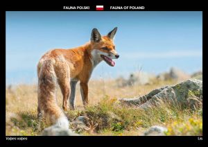 Fauna of Poland: Red fox