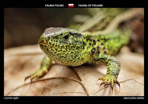 Fauna of Poland: Sand lizard