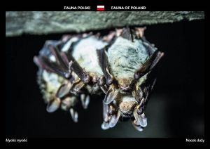 Fauna of Poland: Great mouse-eared bat