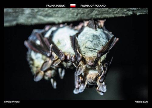 Flora Polski: Nocek duży