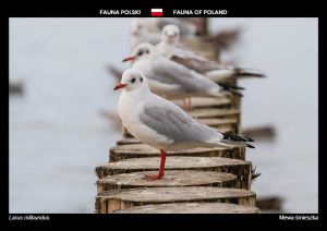 Fauna of Poland: Black-headed gull