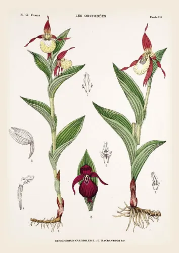 Cypripedium calceolus