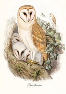 Strix flammea - Barn Owl