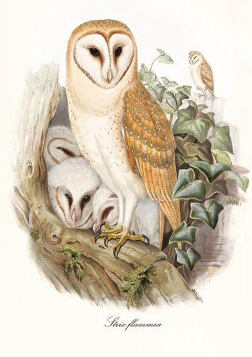 Strix flammea - Płomykówka