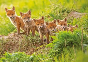 Fox cubs