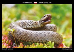 Fauna of Poland: Smooth snake