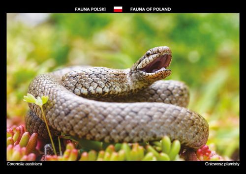 Fauna Polski: Gniewosz plamisty