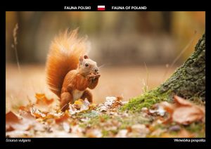 Fauna of Poland: Red squirrel
