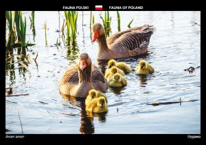 Fauna of Poland: Greylag goose
