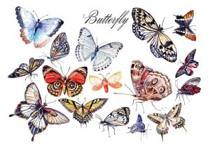 Butterflies