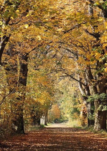 Autumn alley