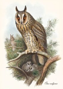 Otus vulgaris - Long-eared owl