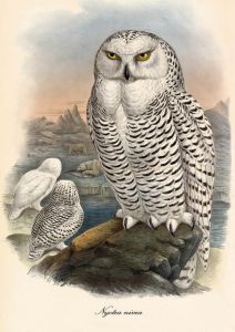 Otus vulgaris - Snowy owl