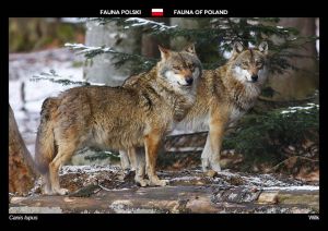 Fauna of Poland: Wolf