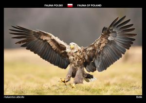 Fauna of Poland: White-tailed eagle