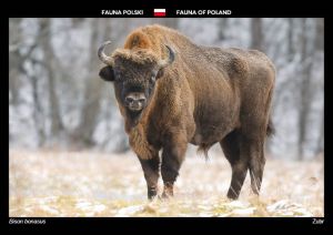 Fauna of Poland: European bison