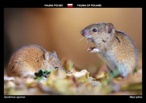 Fauna of Poland: Striped field mouse