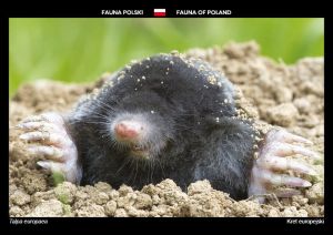 Fauna of Poland: European mole