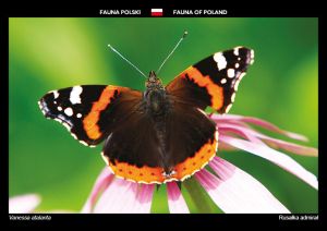 Fauna of Poland: Red admiral