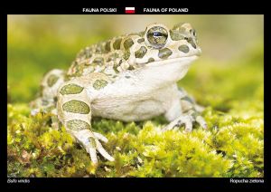 Fauna of Poland: European green toad