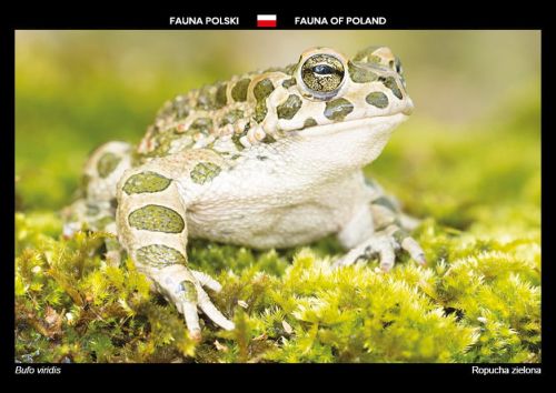 Fauna Polski: Ropucha zielona