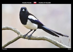 Fauna of Poland: Eurasian magpie