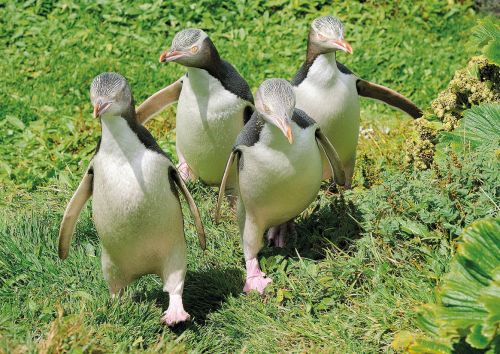 Yellow-eyed penguin