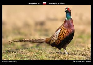 Fauna of Poland: Common pheasant (cock)
