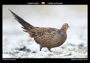Fauna of Poland: Common pheasant (hen)