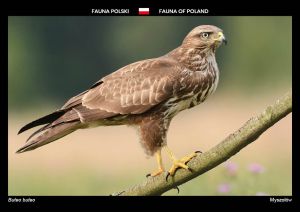 Fauna of Poland: Common buzzard