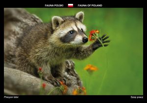 Fauna of Poland: Raccoon