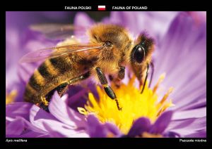 Fauna of Poland: European honey bee