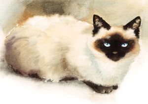 Siamese cat