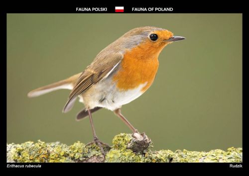 Fauna of Poland: European Robin
