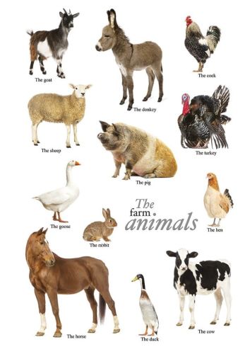The farm animals