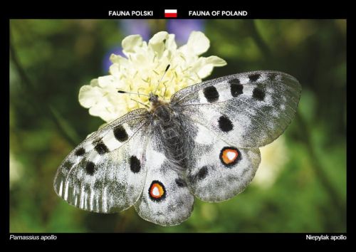 Fauna of Poland: Apollo