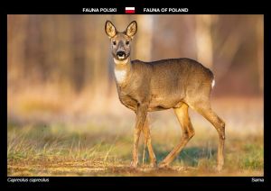 Fauna of Poland: Roe deer