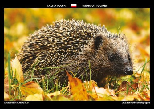 Fauna of Poland: European hedgehog