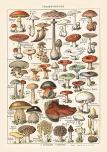 Mushrooms