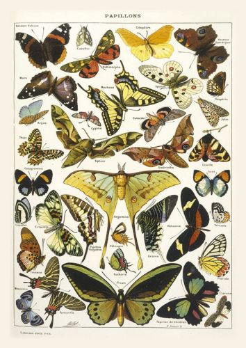 Butterflies