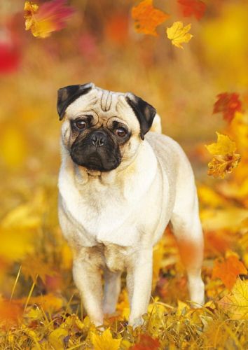 Pug in autumn leaves
