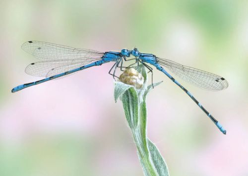 Enallagma cyathigerum (male)