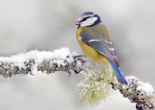 Eurasian blue tit