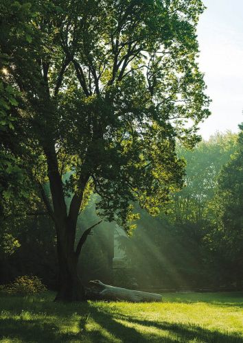 Morning sun
