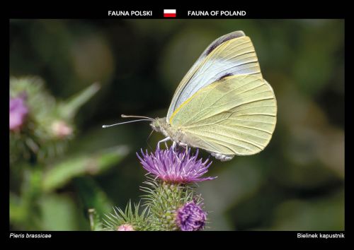 Fauna of Poland: Cabbage butterfly