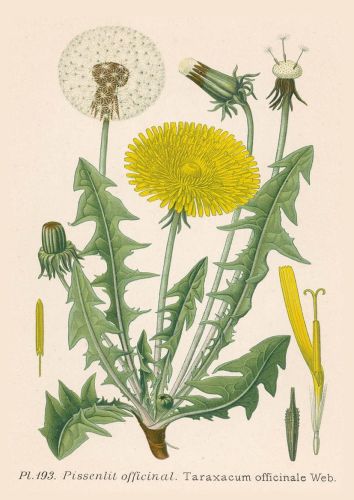 Taraxacum officinale - Common dandelion
