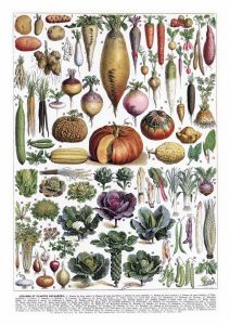 A mixture of vegetables